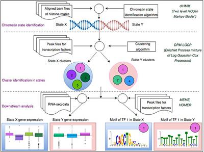 Identifying Transcriptional Regulatory Modules Among Different Chromatin States in Mouse Neural Stem Cells